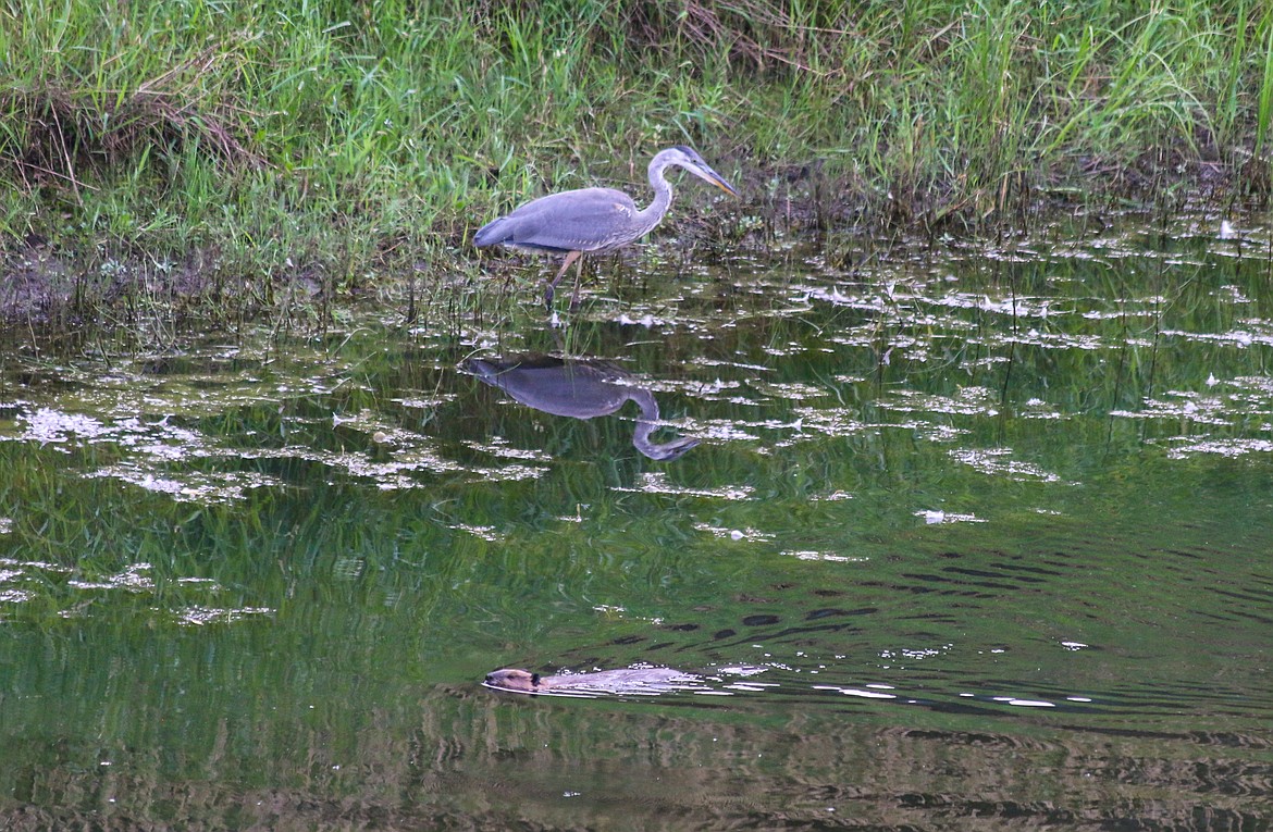 A beaver, North America&#146;s largest rodent, swims by a hunting Great Blue Heron.