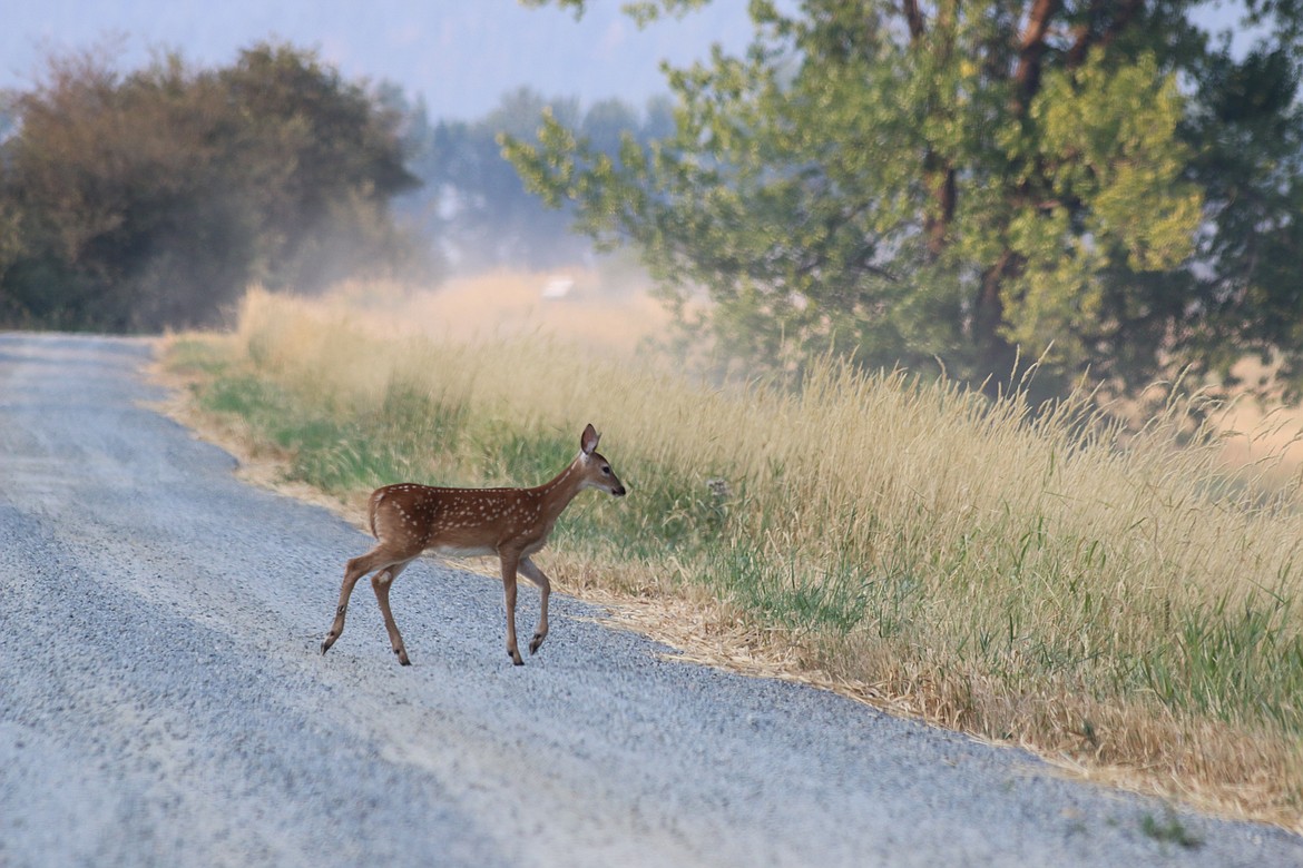 Photo by Mandi Bateman
Just after a car passes on the Refuge Tour Road, the fawn emerges, following its mom.