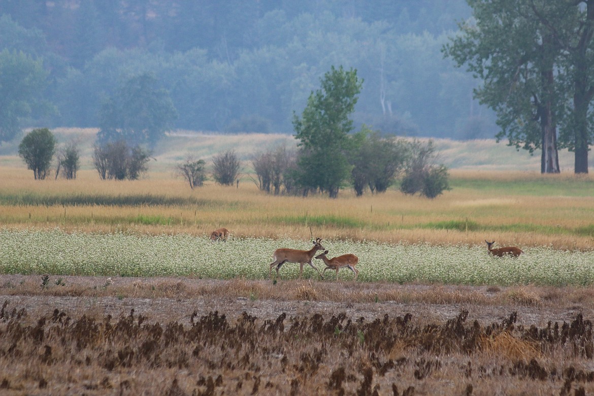 Photo by Mandi Bateman
Although rutting season is still a little ways off, this young buck was quite interested in the doe, although she wanted nothing to do with him.