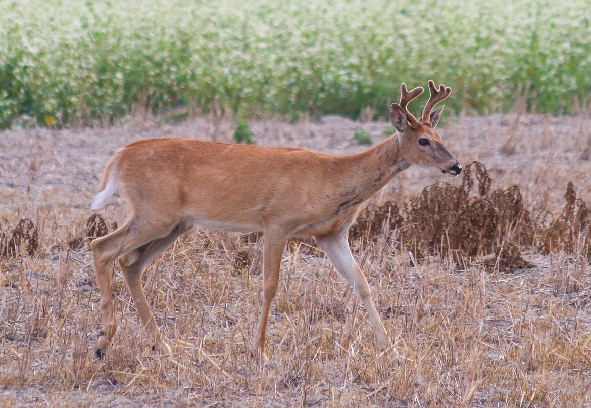 Photo by Mandi Bateman
This young buck will soon begin to rub the velvet off his anlers, triggered by the shortening days.