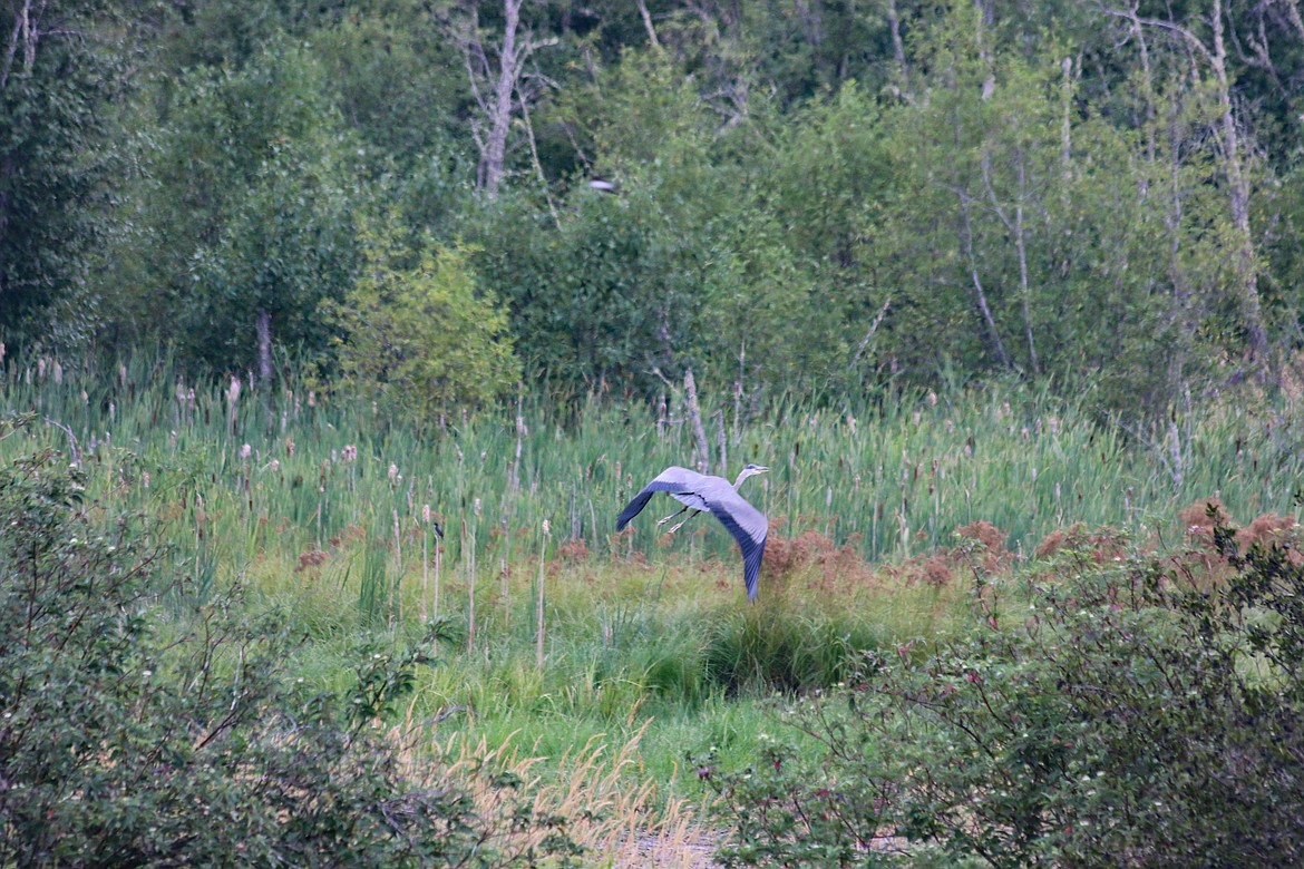 Photo by Mandi Bateman
A Great Blue Heron takes flight from Myrtle Creek, looking for a place to hunt.