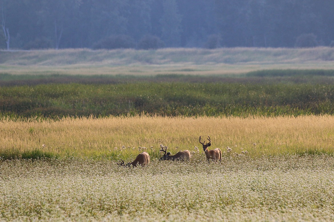 Photo by Mandi Bateman
The bachelor herds will soon dissolve when rutting season returns,