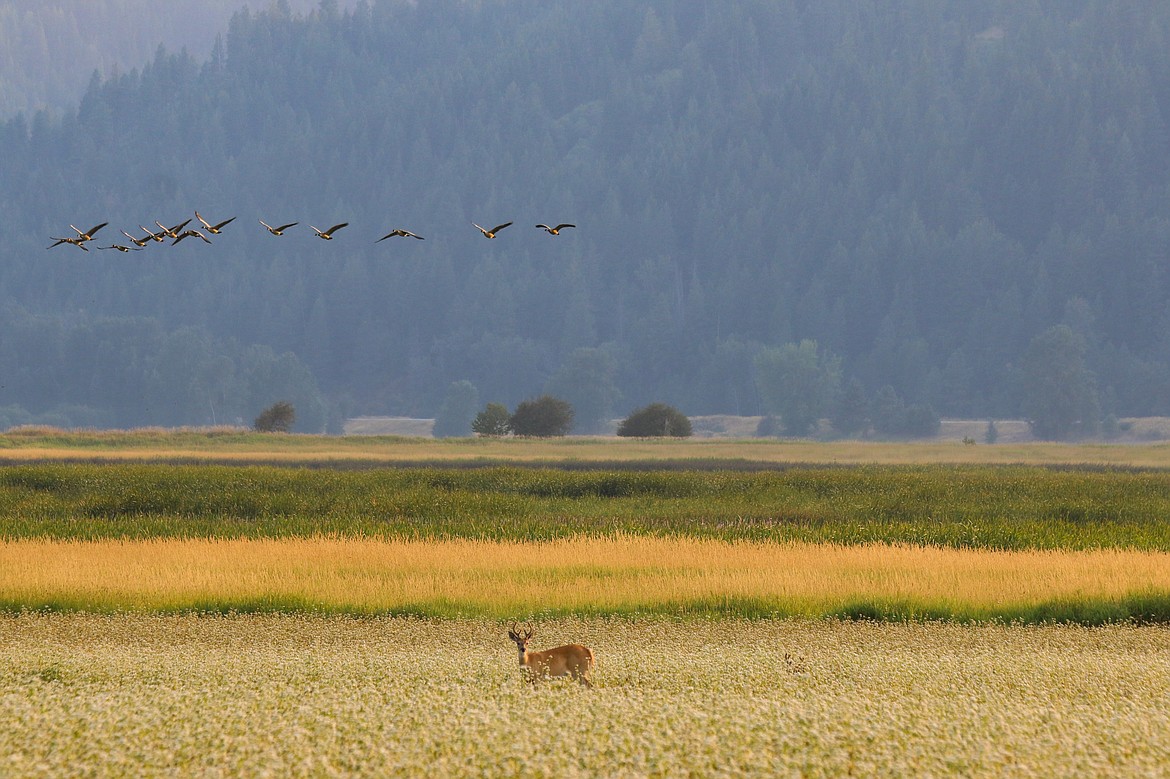 Photo by Mandi Bateman
The cool of evening brings the wildlife out.