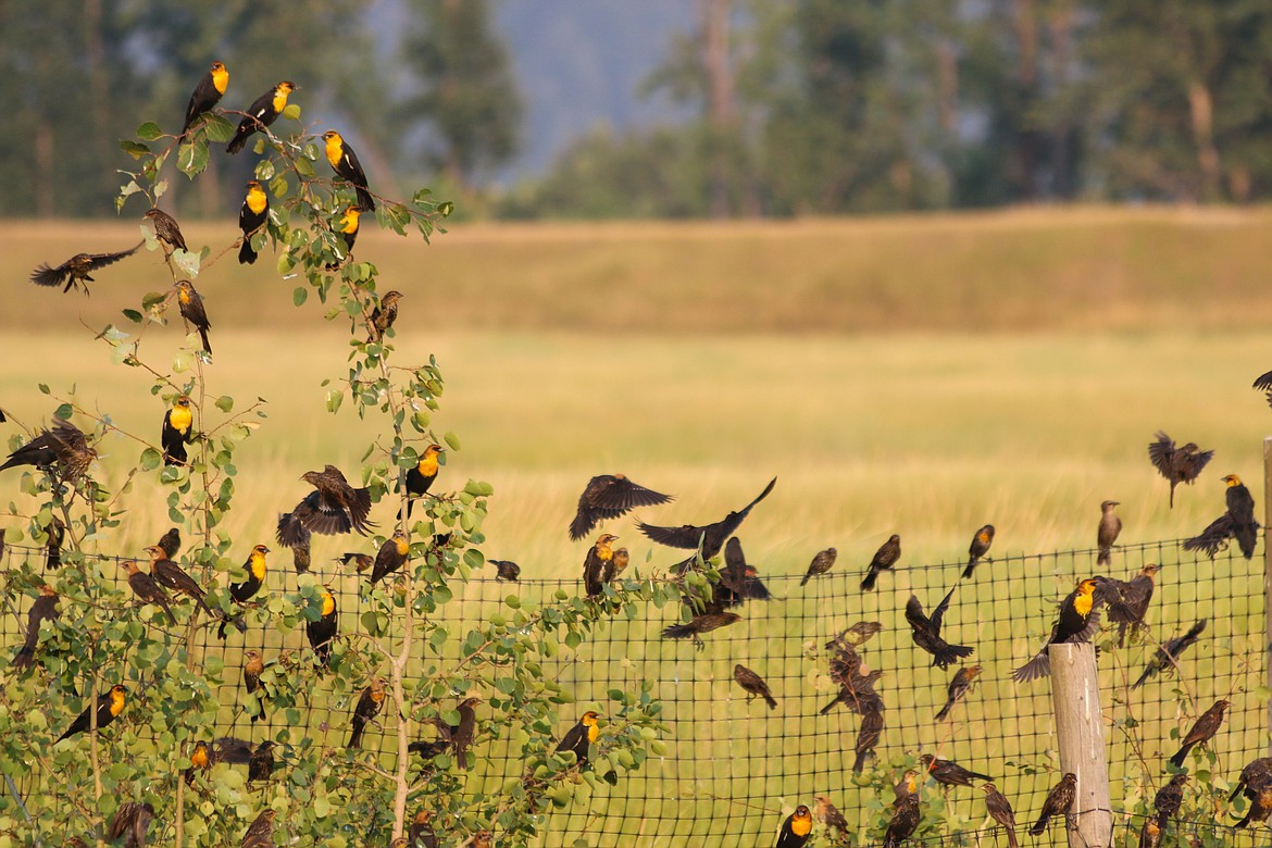 Photo by Mandi Bateman
Yellow-headed blackbirds, often accompanied by Red-winged blackbirds and Starlings, congregate in enormous flocks as migration time nears.