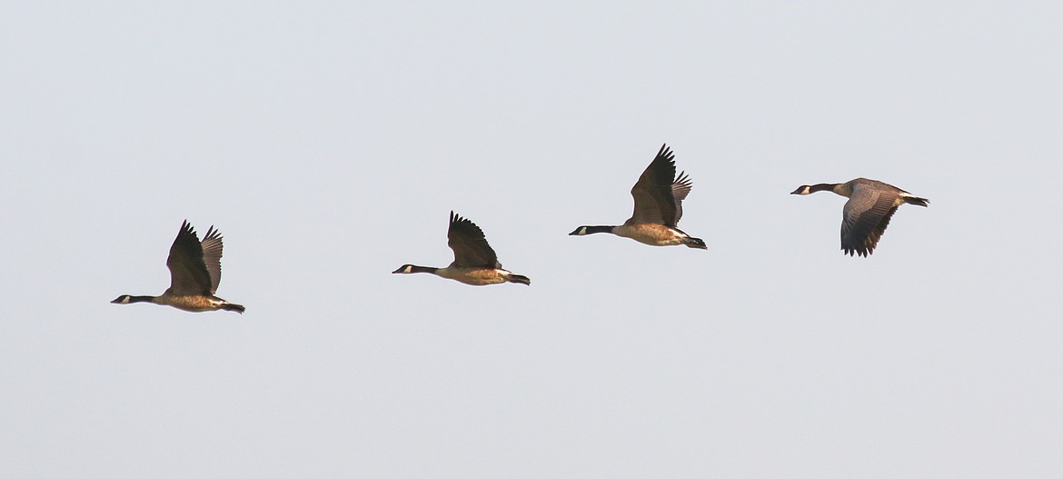 Photo by Mandi Bateman
Family groups of Canada Geese practice flying in the Refuge before the big migration.