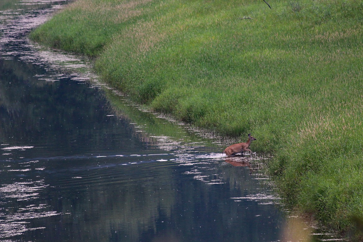 Photo by Mandi Bateman
When in the Kootenai National Wildlife Refuge, slow down or stop and watch. Doe crossing Myrtle Creek.