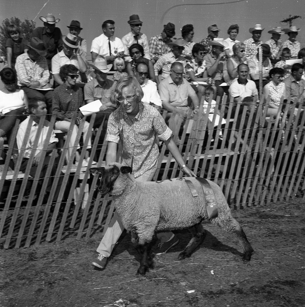 Kathy Nielsen of Kalispell was paid $100 per hundredweight for her reserve champion fat lamb at the Kalispell Chamber of Commerce Fat Stock Sale at the fairgrounds on Saturday, Aug. 19, 1967. The price paid by the Conrad National Bank (now First Interstate) tied that paid by the Bank of Columbia Falls for the grand champion fat lamb sold by Bertha Nugent of Kalispell.
