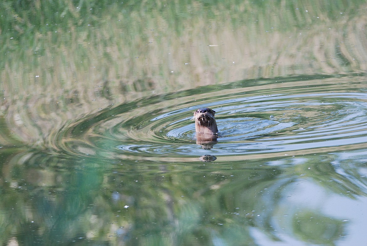 The River Otter have short legs, webbed feet for faster swimming, and a long narrow body and flattened head for streamlined movement in the water.