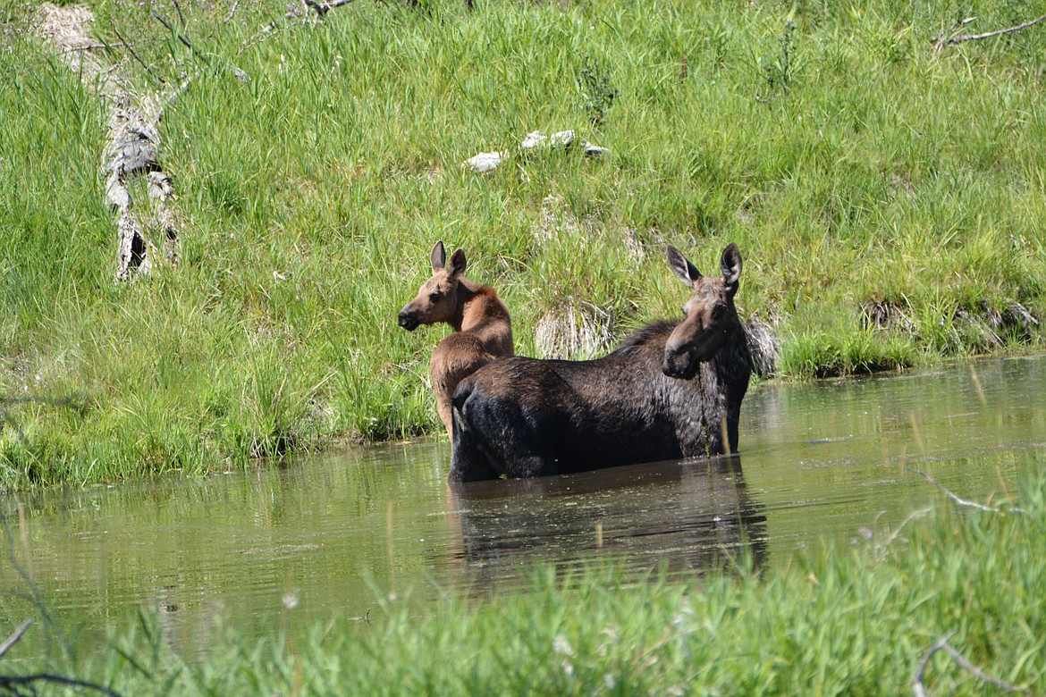 Photo by Don Bartling
A moose calf begins to explore its world at the base of the Selkirk Mountains on a pond beside Myrtle creek.