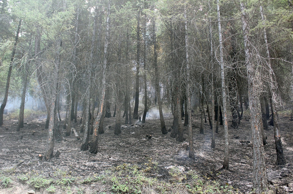 Charred trees still smoke near the frontlines of the Gibralter Ridge fire on Tuesday. (Courtesy Photo)