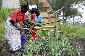 Courtesy Photo/Evergreen Implement - Tilling and planting corn the traditional way.