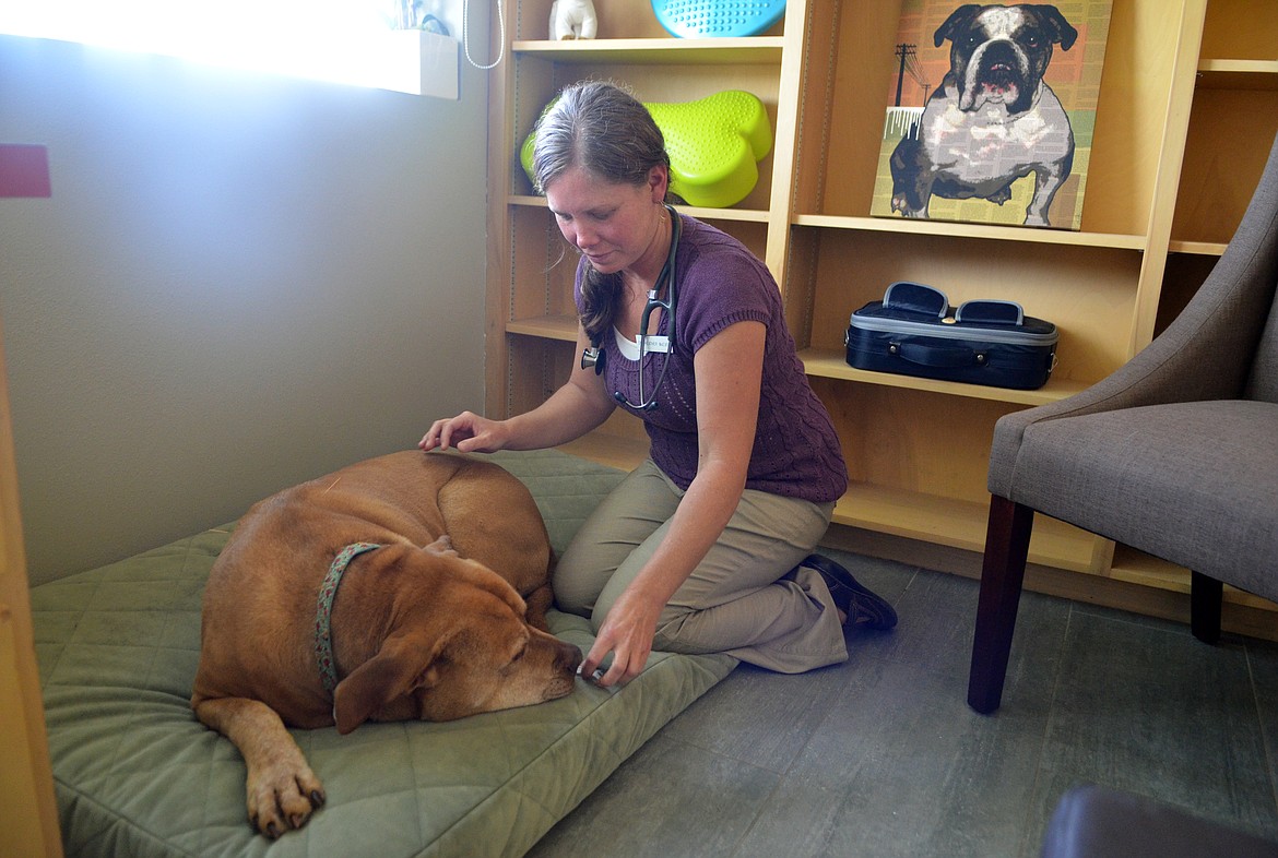 Veterinarian Heather McEvoy does an acupuncture treatment on Stormy in her office inside Whitefish Animal Hospital. McEvoy has joined Whitefish Animal Hospital recently after having grown up in Whitefish.