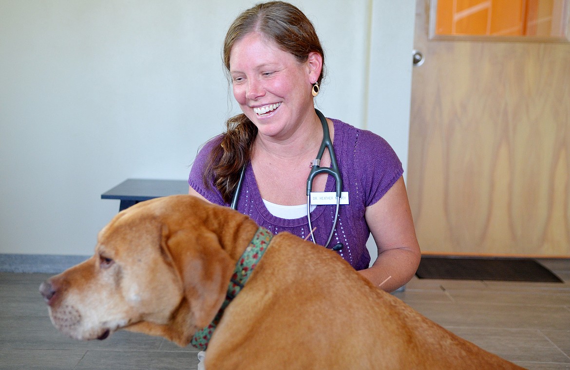 Veterinarian Heather McEvoy does an acupuncture treatment on Stormy in her office inside Whitefish Animal Hospital. McEvoy has joined Whitefish Animal Hospital specializing in holistic medicine, nutrition and acupuncture treatment. (Heidi Desch/Whitefish Pilot)