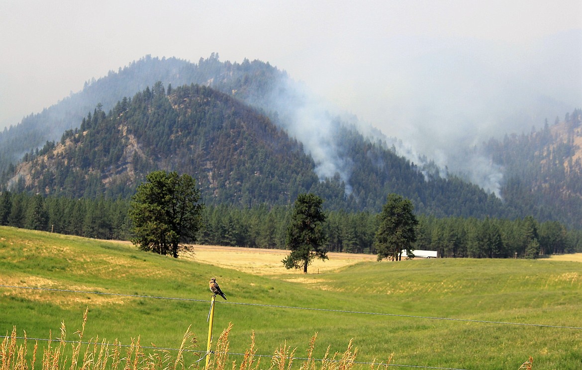 A robin appear oblivious to the 18,000 acre blaze burning in the mountains just south of Interstate 90 near Tarkio. (Kathleen Woodford/Mineral Independent).