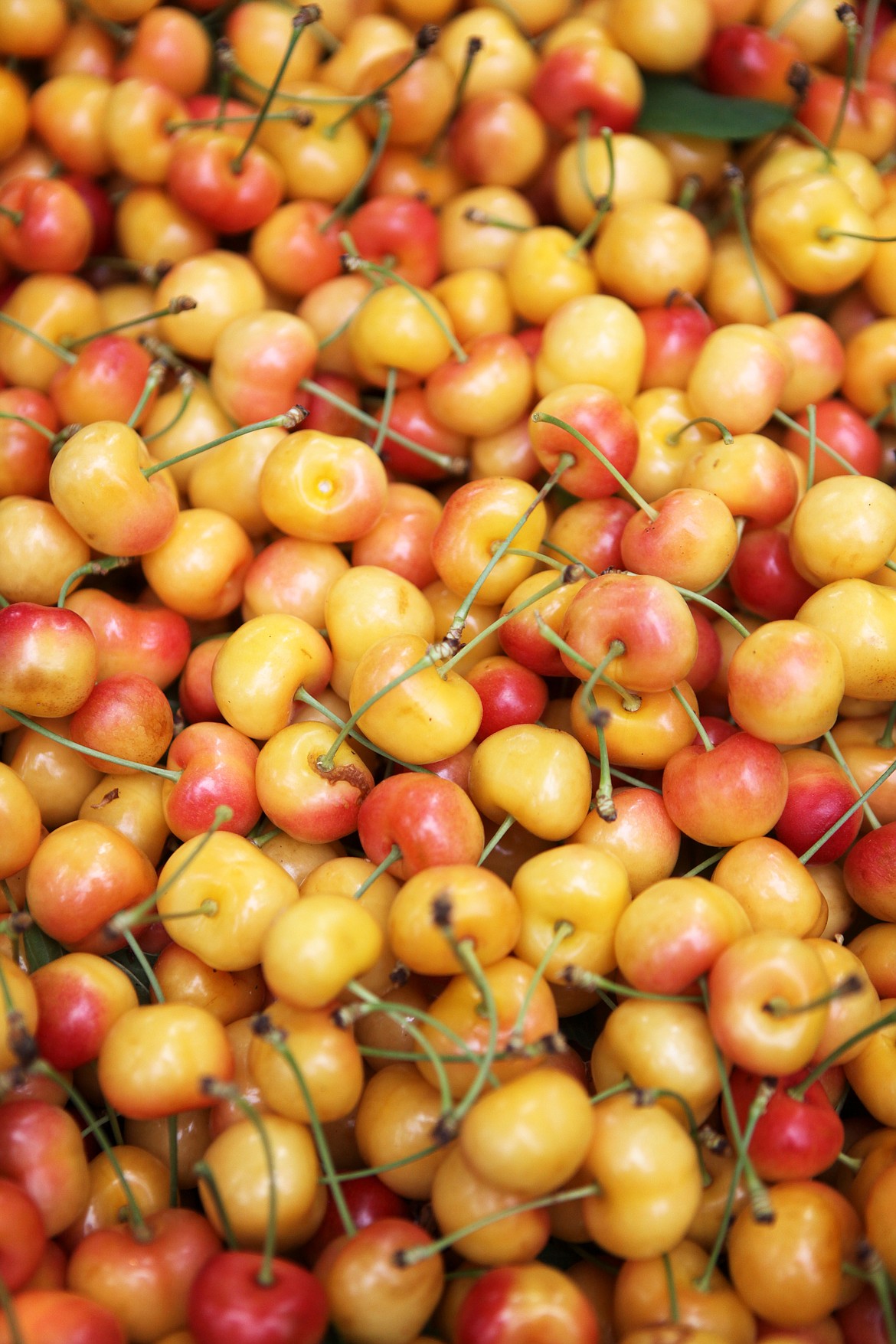 Rainier cherries fill two boxes at Bush&#146;s Jubilee Orchards in Bigfork. Cherry picker Guillermo Diaz harvests cherries the afternoon of Tuesday, Aug. 8 at Bush&#146;s Jubilee Orchards. (Mackenzie Reiss/Daily Inter Lake)