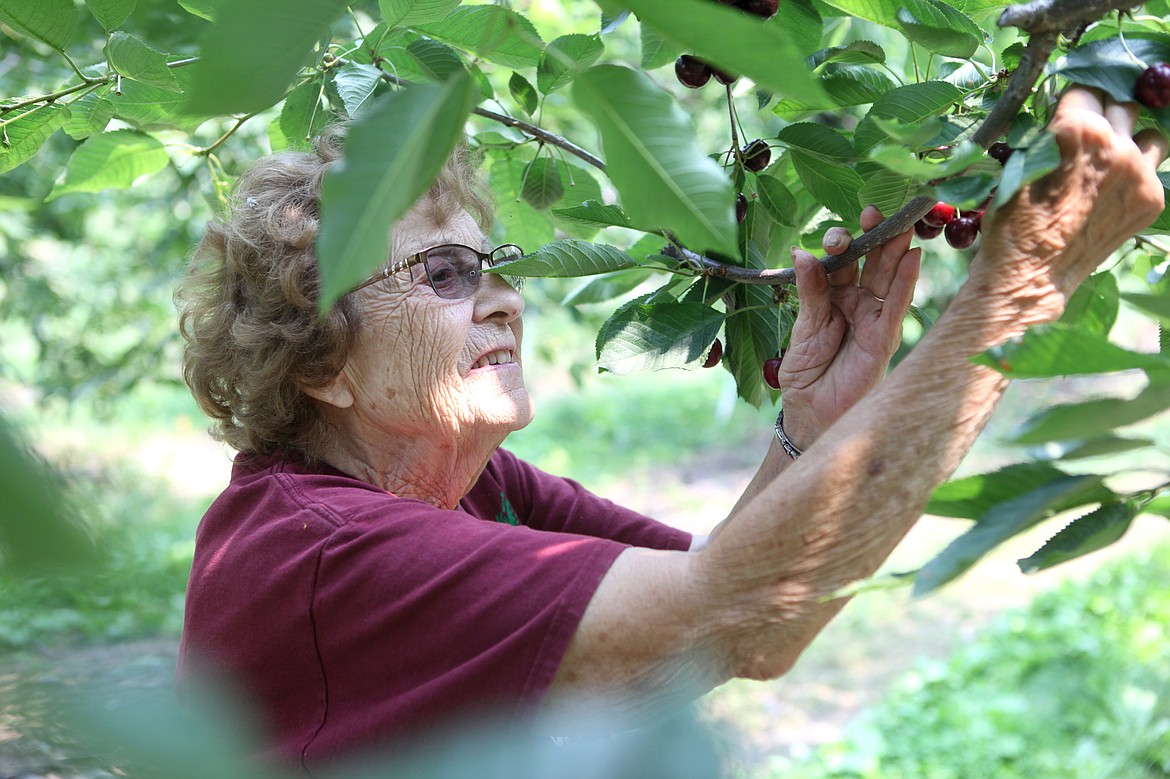 Clarice Bush picks a cherry off one of the thousand trees that make up Bush&#146;s Jubilee Orchards.