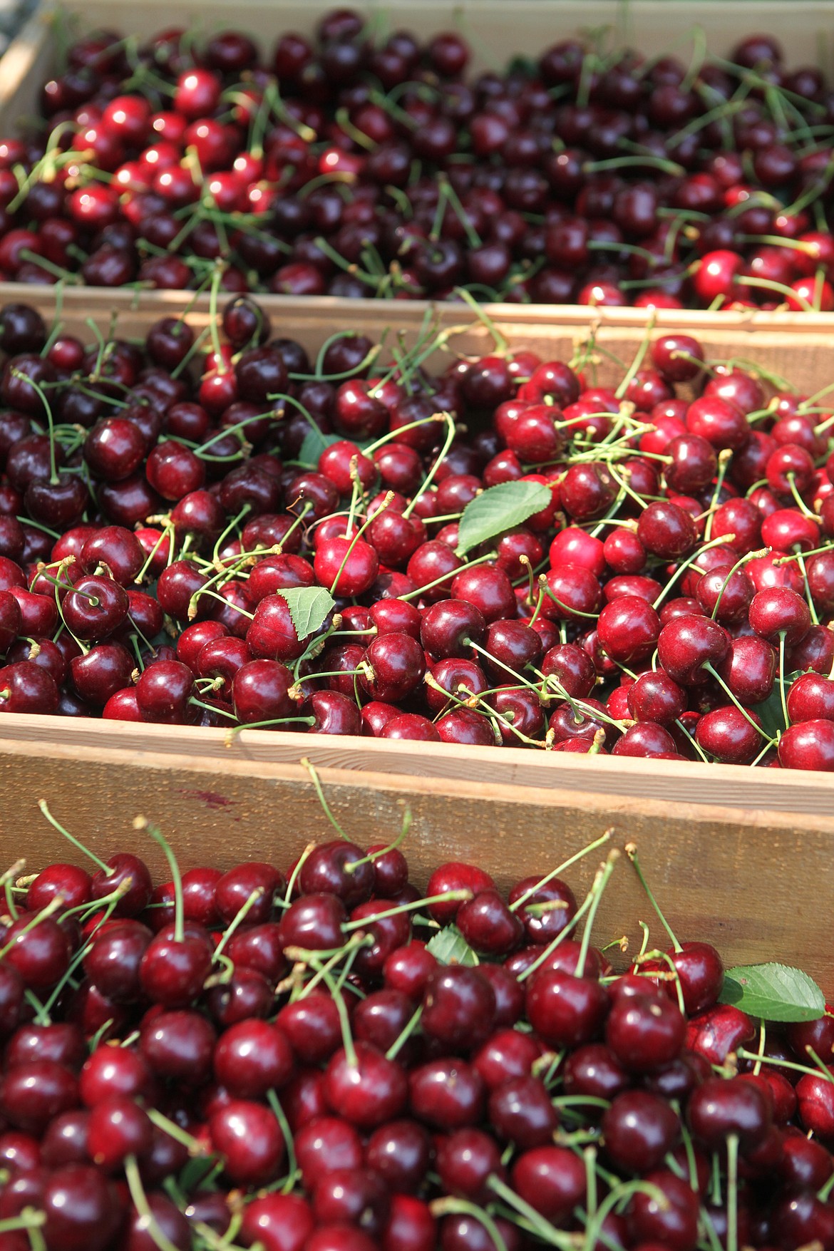 Freshly picked Lapin cherries fill boxes at Bush's Jubilee Orchards. (Daily Inter Lake FILE)