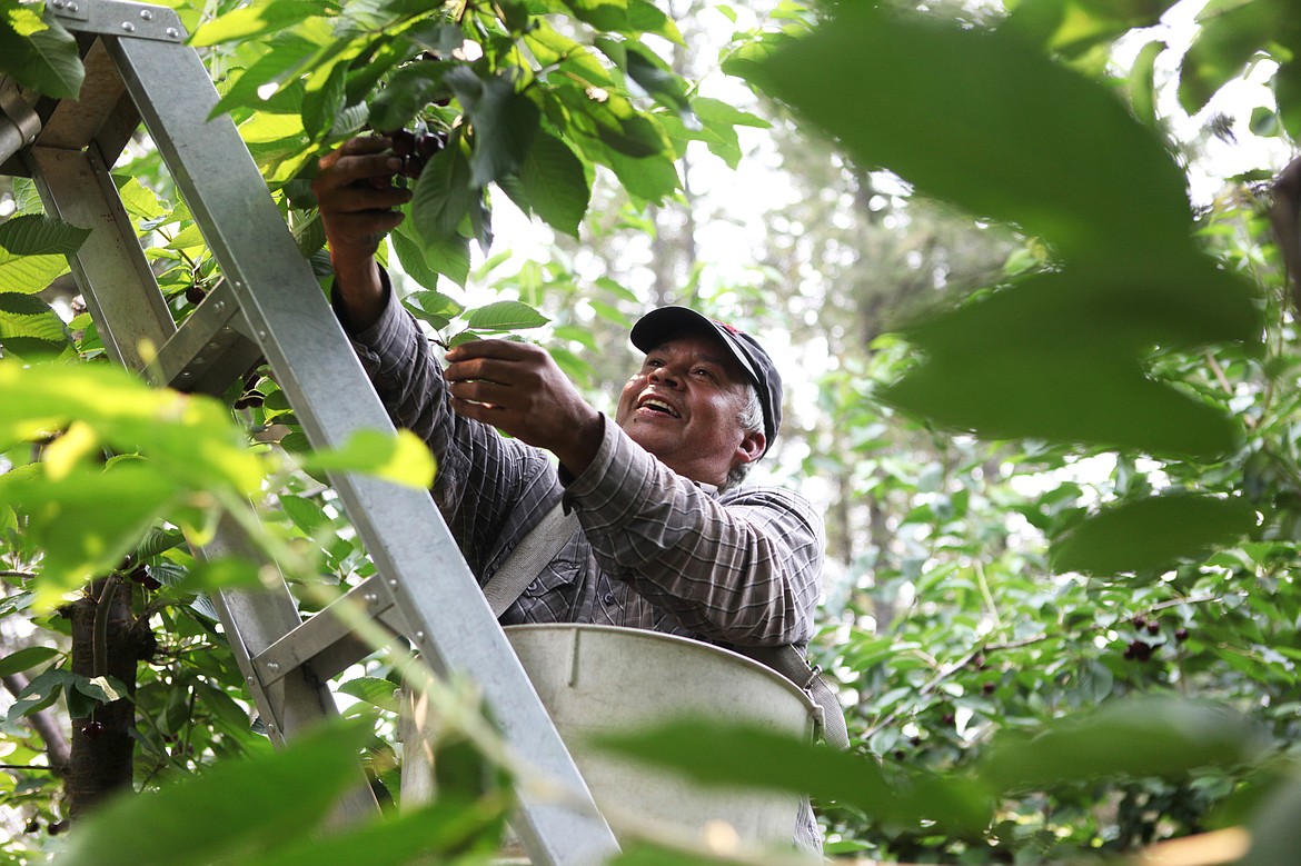 Cherry picker Martin Hernandez harvests cherries from a ladder Aug. 8. (Mackenzie Reiss/Daily Inter Lake)