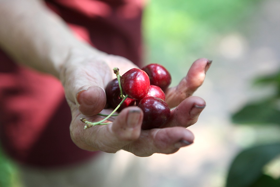 Clarice Bush, owner of Bush&#146;s Jubilee Orchards in Bigfork, picks a handful of cherries Aug. 8. (Mackenzie Reiss/Daily Inter Lake)