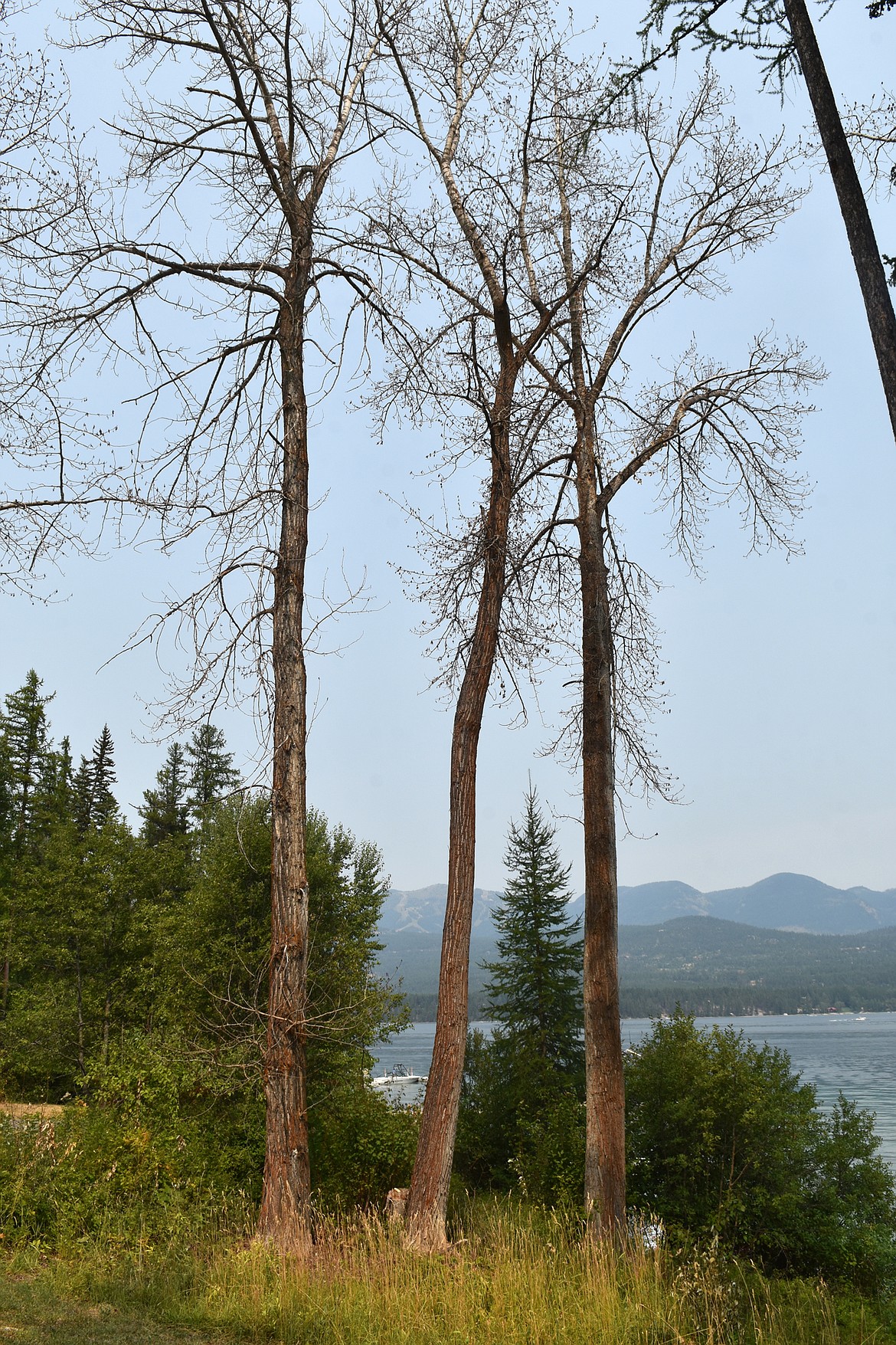 A group of cottonwood trees on the edge of Flathead County’s Lake Park Addition park on Whitefish Lake appear to be dead. (Heidi Desch/Whitefish Pilot)