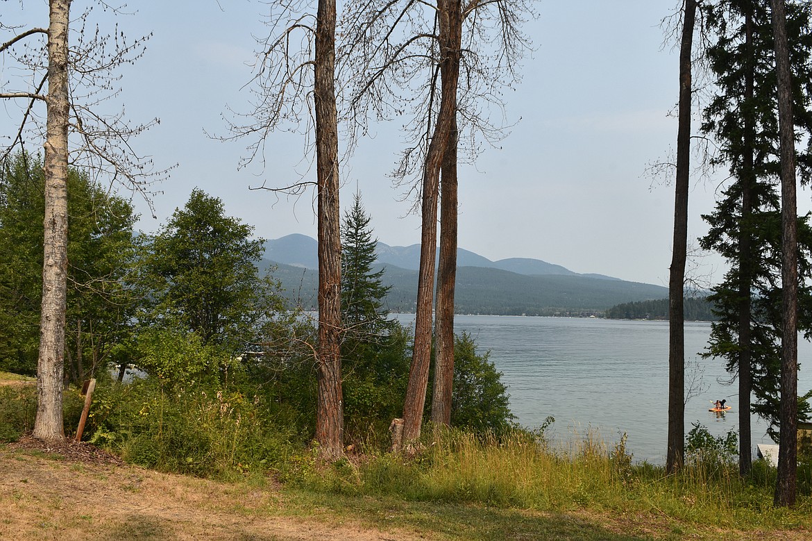 A group of cottonwood trees on the edge of Flathead County&#146;s Lake Park Addition park on Whitefish Lake appear to be dead. (Heidi Desch/Whitefish Pilot)