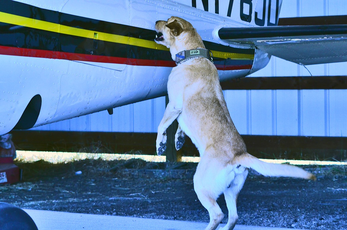 K-9 Max leaves no part of the plane unchecked as he works to locate the narcotics placed for the training scenario. Photo Credit Erin Jusseaume Clark Fork Valley Press