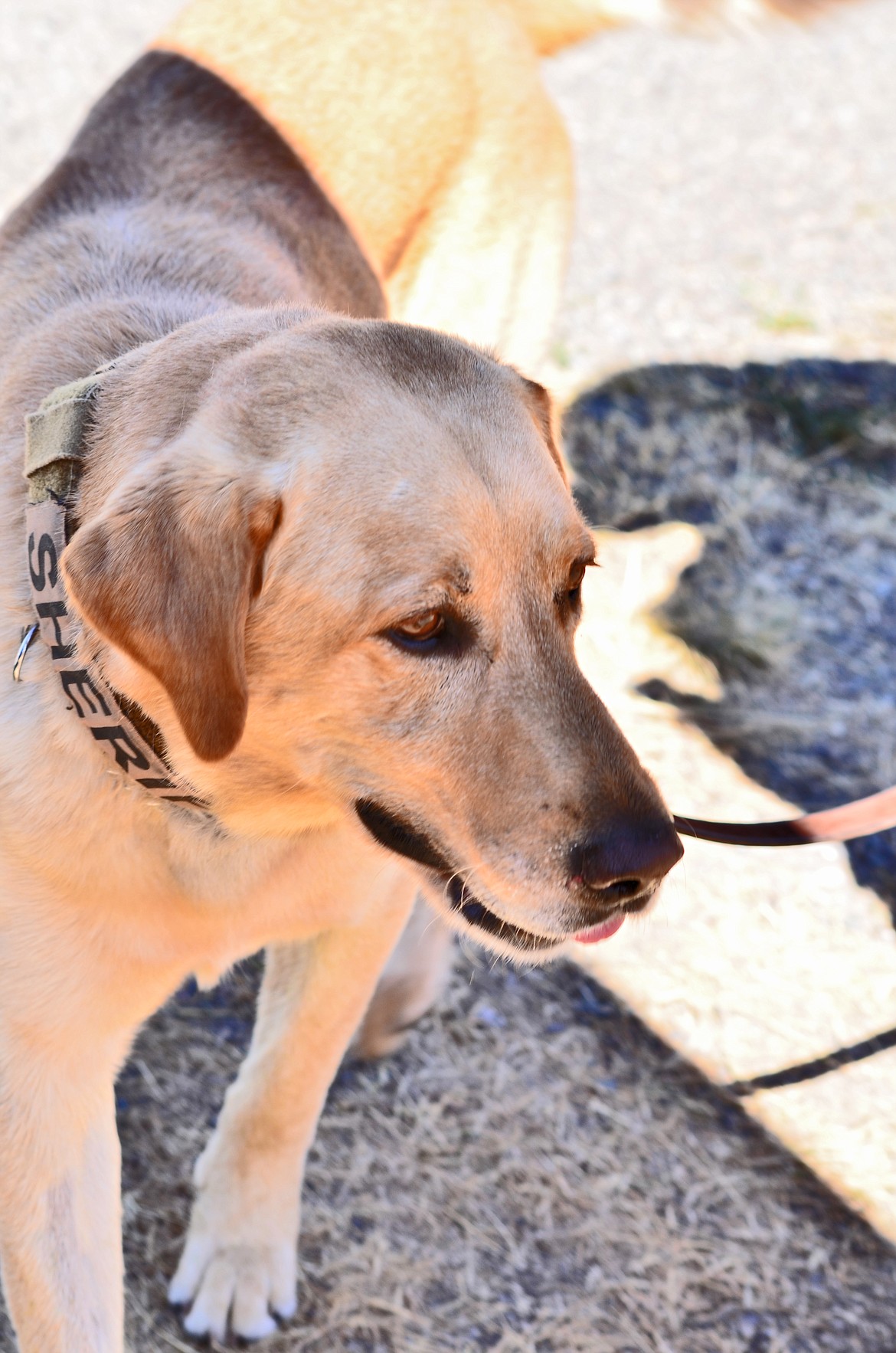 K-9 Max enjoying a moment before the work begins. Photo Credit Erin Jusseaume Clark Fork Valley Press