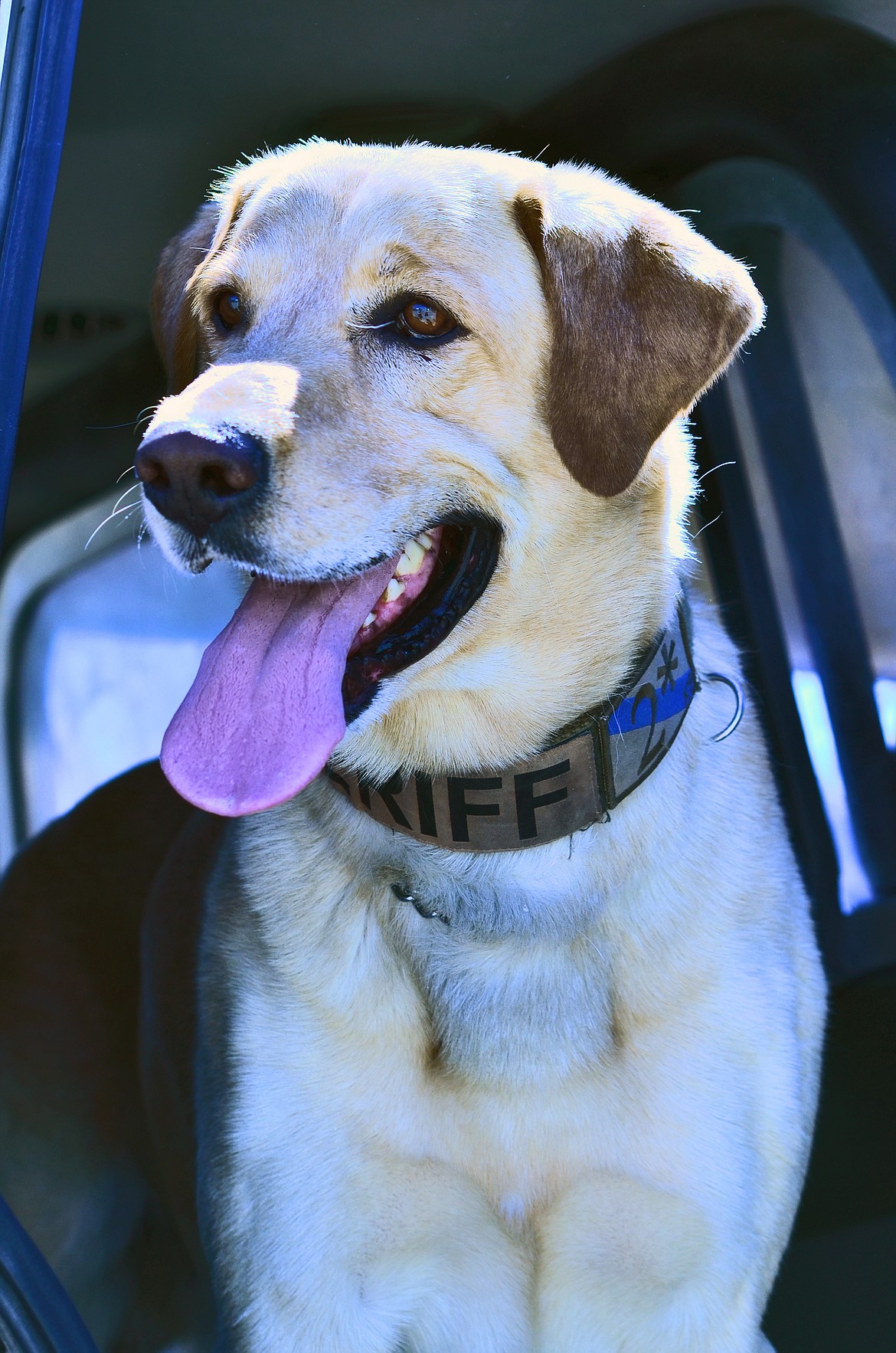 K-9 Max is an integral part of the Sanders County Sheriffs Office and also a great help to locally posted Montana Highway Patrol officers when their K-9 unit is too far away. Photo Credit Erin Jusseaume Clark Fork Valley Press