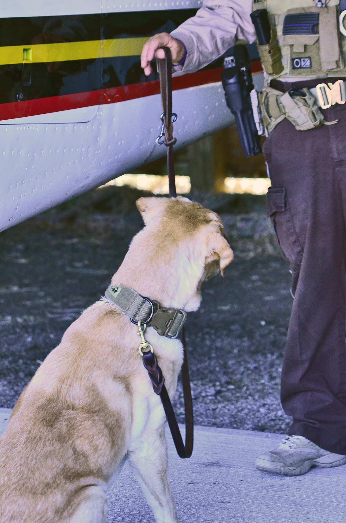 K-9 Max waiting for his reward from Handler Lynn for a job well done. Photo Credit Erin Jusseaume Clark Fork Valley Press