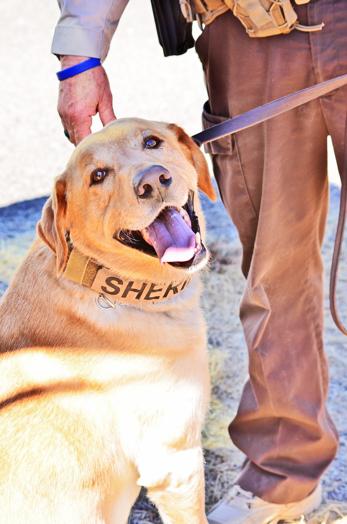 K-9 Max enjoying the 'pre-game' conversation between Blaine Blackstone and K-9 Handler Lynn Lanzoni. Photo Credit Erin Jusseaume Clark Fork Valley Press