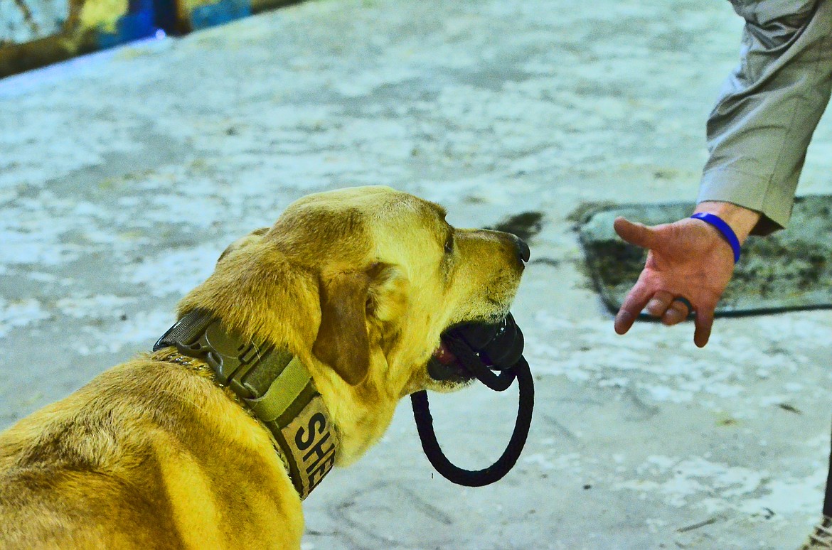 No matter what the job, the reward K-9 Max recieves is a very important aspect of his training. Photo Credit Erin Jusseaume Clark Fork Valley Press