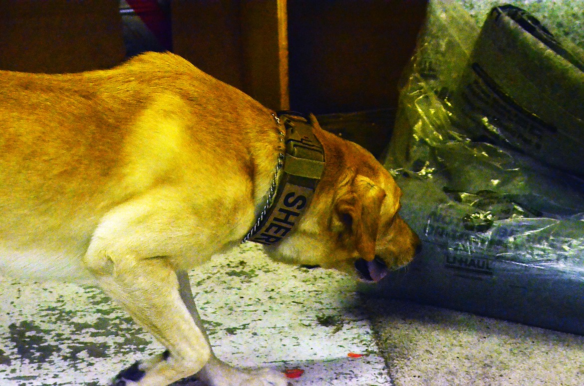 K-9 Max ensures he hits all the grids while searching for the hidden narcotics in the second simulation. Photo Credit Erin Jusseaume Clark Fork Valley Press