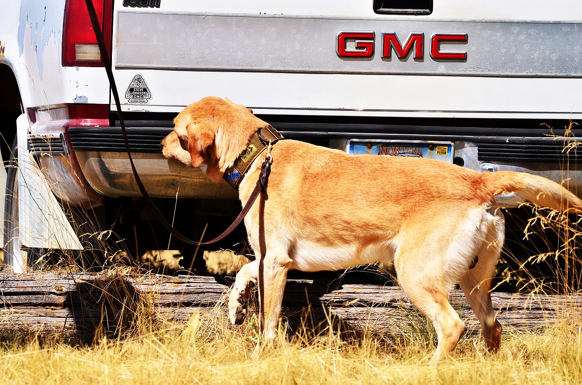 K-9 Max showcasing how he works and what his protocol is as he locates narcotics in a demonstration on basic vehicle search at the Thompson Falls Airport. Photo Credit Erin Jusseaume Clark Fork Valley Press