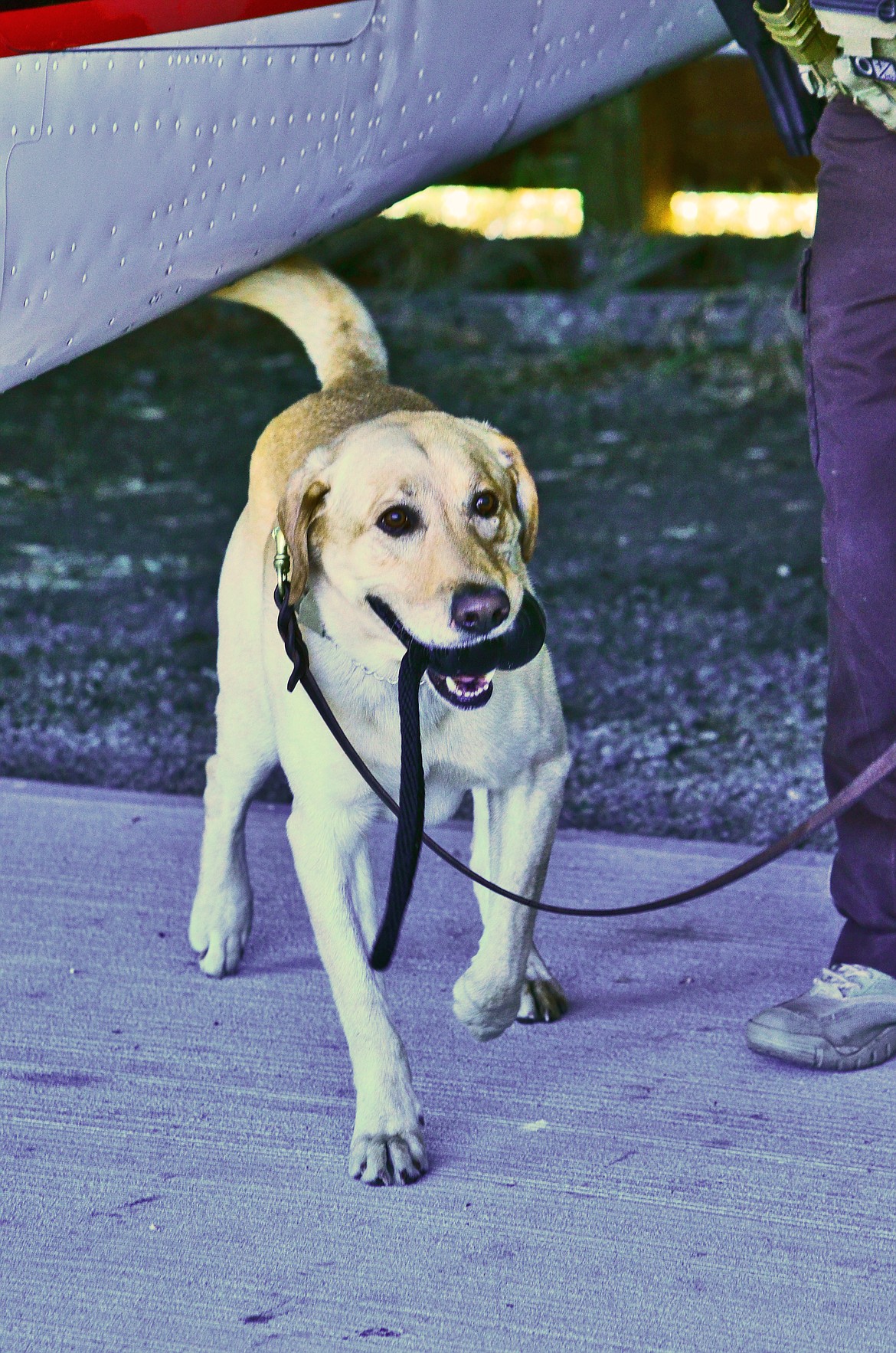 K-9 Max very happy with his accomplishment from scenario 3 as he holds onto his reward toy after locating narcotics in a small air craft. Photo Credit Erin Jusseaume Clark Fork Valley Press