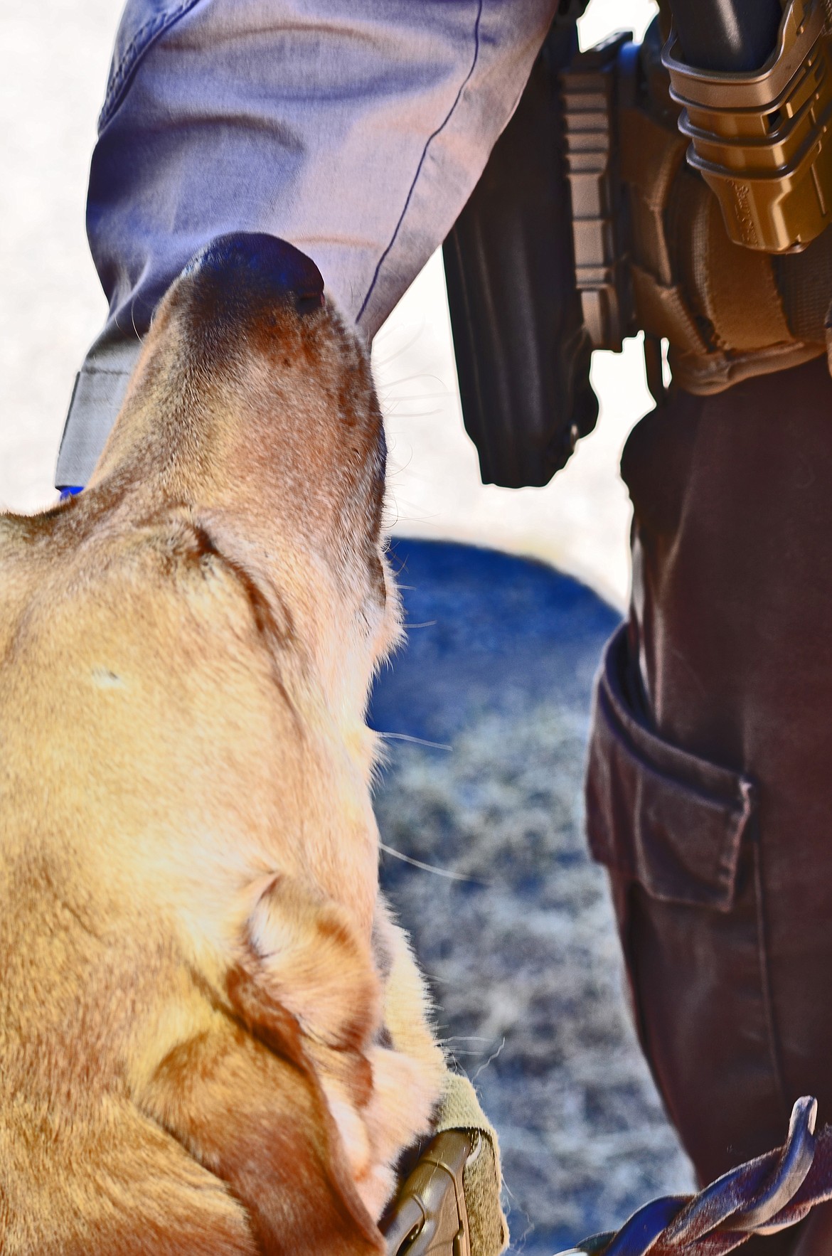 K-9 Max and K-9 Handler Lynn have an extremely well built relationship which is vital in conducting effecting police work. Photo Credit Erin Jusseaume Clark Fork Valley Press