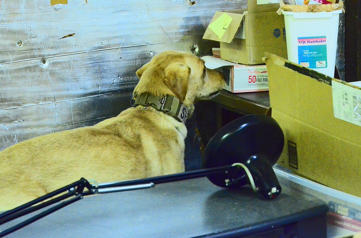 K-9 Max find the narcotics right on target as the scenario 2 drug was hidden just inside the box prior to Max entering the area. Photo Credit Erin Jusseaume Clark Fork Valley Press