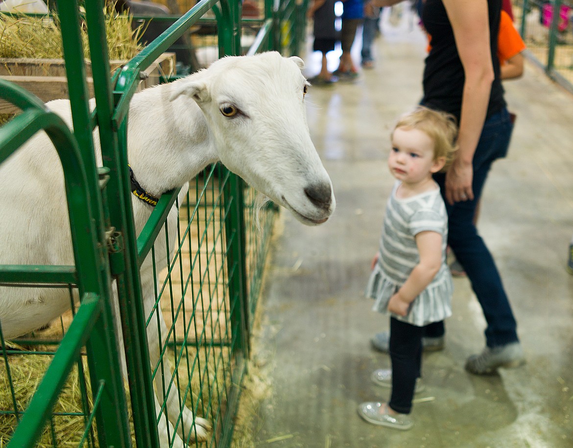 Eleanor Mauritzen eyes a friendly goat at the Northwest Montana Fair last week.