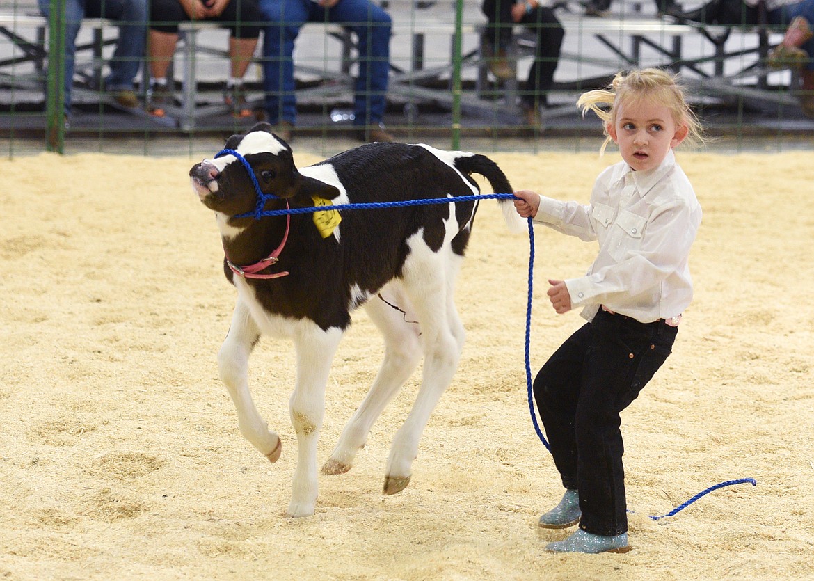 Lisa Tuck tries to control her dairy cow Sweetie during the Northwest Montana Fair on Wednesday at the Flathead County Fairgrounds.