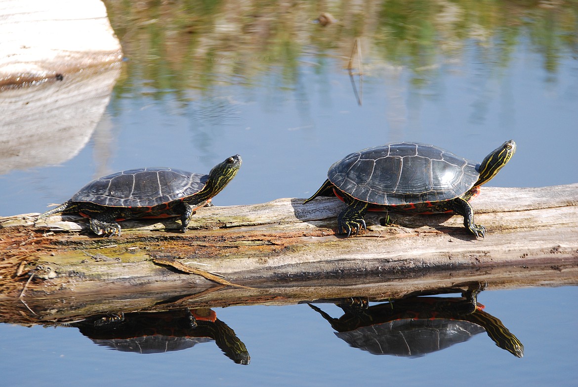 Photos by Don Bartling
Painted turtles bask in groups on logs; the exposure helps rid them of parasites.