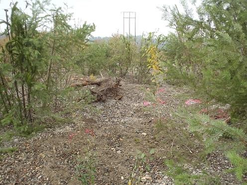 An example of brush bundles installed near planted shrubs, which are indicated by pink spray paint on the ground. Brush bundles in this photo include wood pieces that retained their needles.