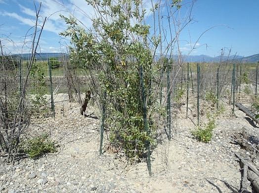 Courtesy Photo
Plantings on constructed island in front of Kootenai River Inn, July 2017.  Large willow planted on the island with a browse protector cage &#8211; installed on higher island surface.