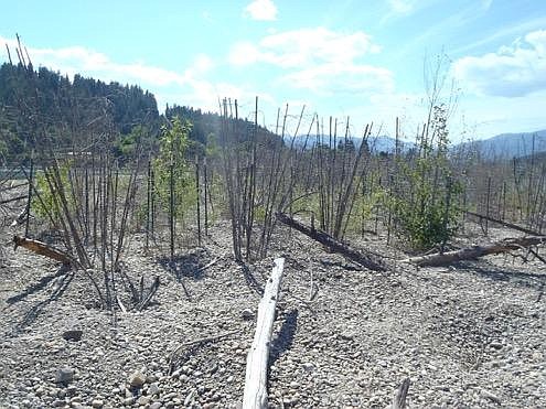 Courtesy Photo
Plants growing between brush and inside browse protector cages on island in front of Kootenai River Inn, July 2017.