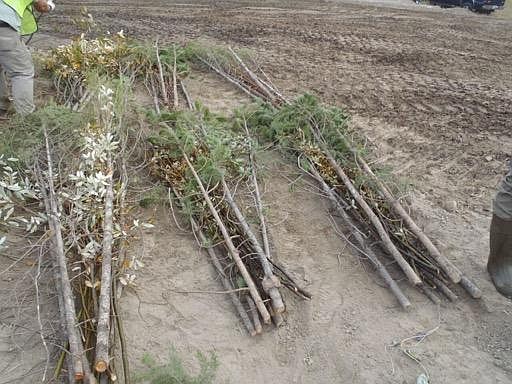 Brush bundles prior to installation. The brush bundles are not intended to grow; their purpose is to shield live plants from deer and other wildlife.