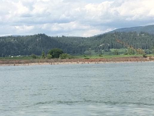 Conifer branch bundles with needles turning brown on the constructed island in front of the Kootenai River Inn (May 2016). Live plants are hidden inside the brush bundles.