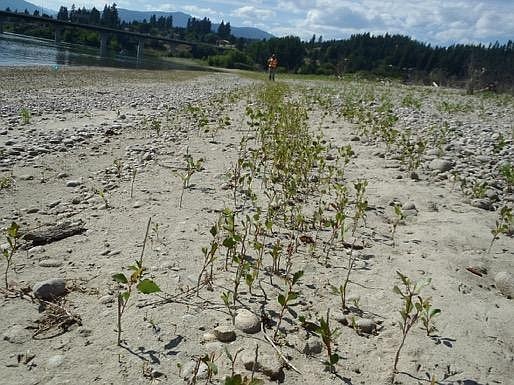 Courtesy Photo
Cottonwood recruitment on constructed island in front of Kootenai River Inn, July 2017.  Cottonwood 
recruitment band on island surface below the planting unit elevations.