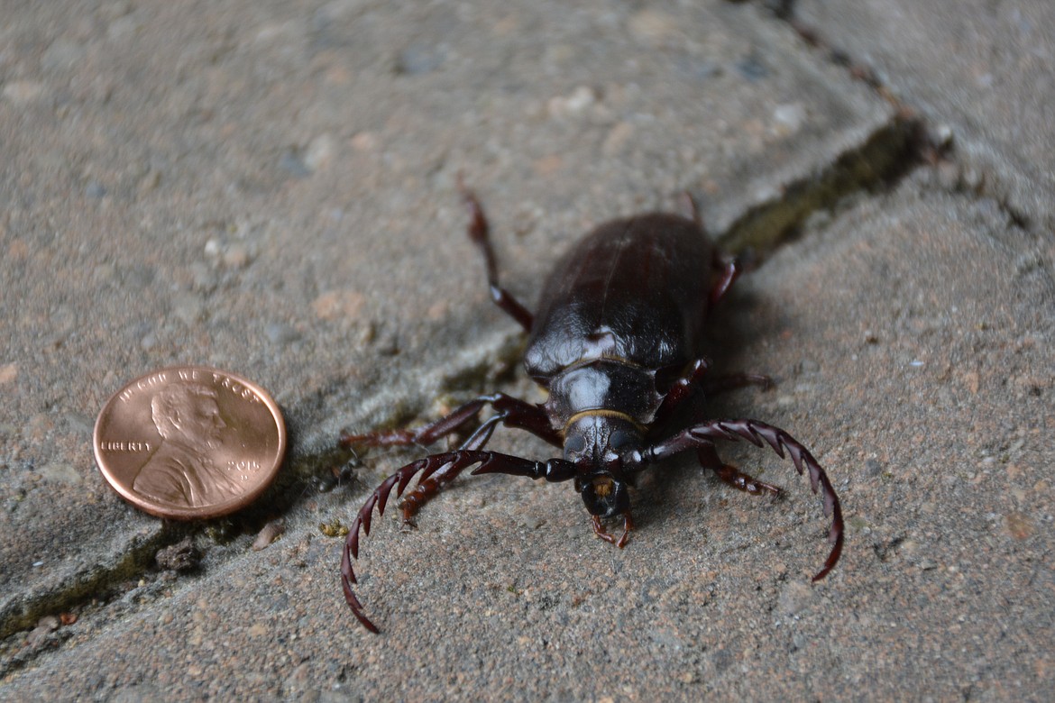 Left: The Root Borer beetle has a saw toothed antenna more than 2/3 the length of his body.

Right: The &#145;Longhorn&#146; of the beetle family!