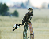 Montana's raptors counted yearly for population data
