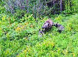 Grizzly bear family tree research continues in Glacier