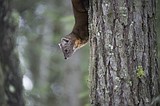 New research suggests hybridization of pine martens