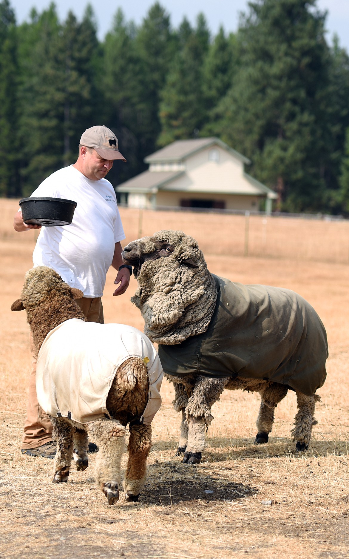 The merino sheep at Steitzehof Merino Sheep are stand-offish with visitors but will come right up to John Steitz.(Brenda Ahearn/Daily Inter Lake)